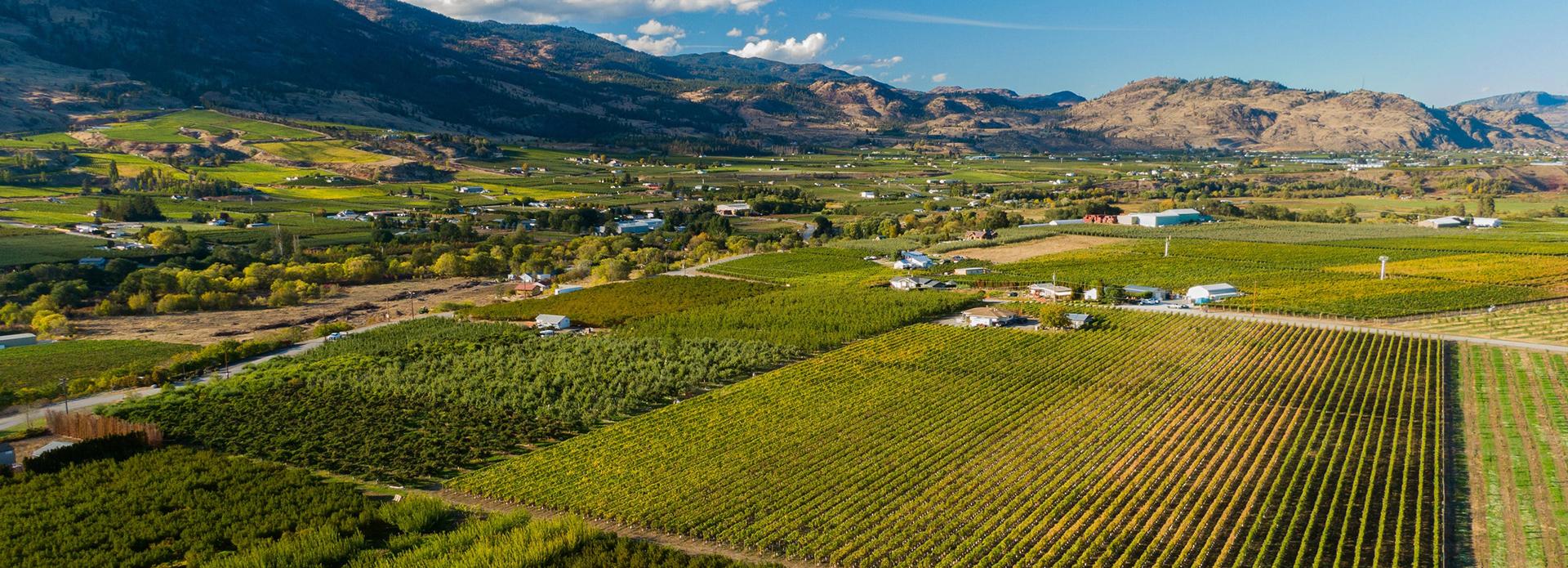 aerial view of vineyards near Oliver