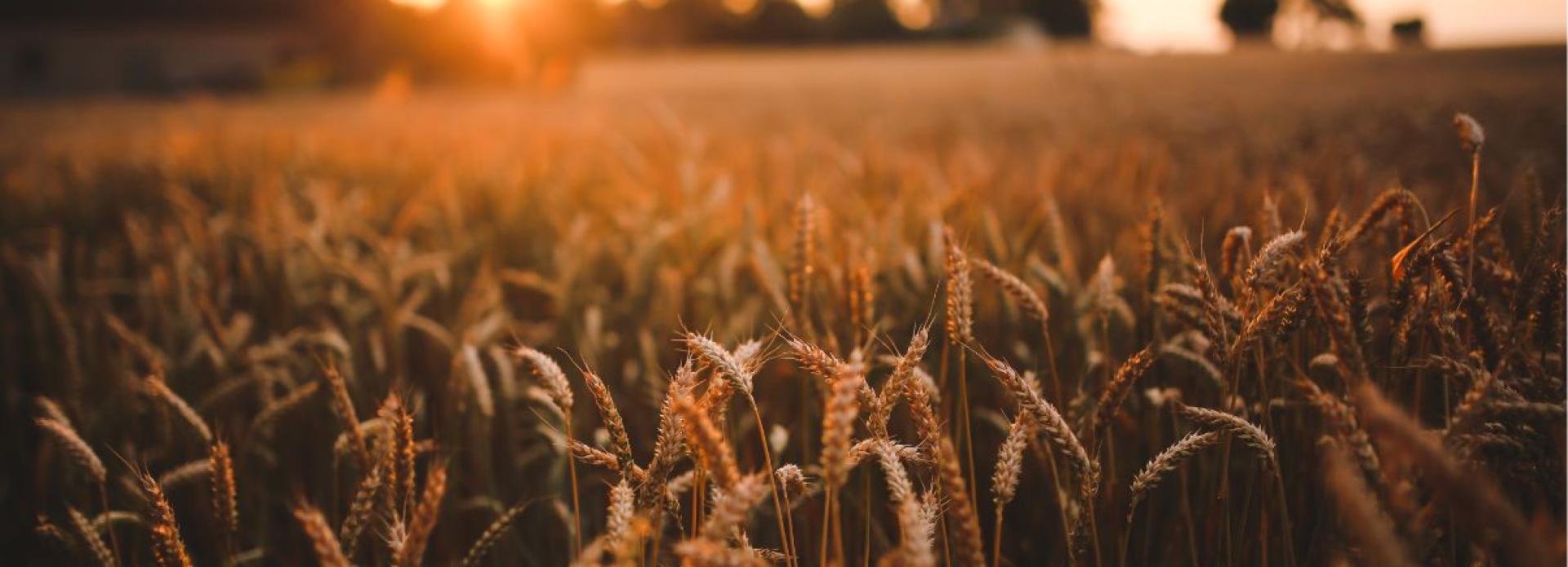 Wheat field at sunrise with out-of-focus trees in the far distance