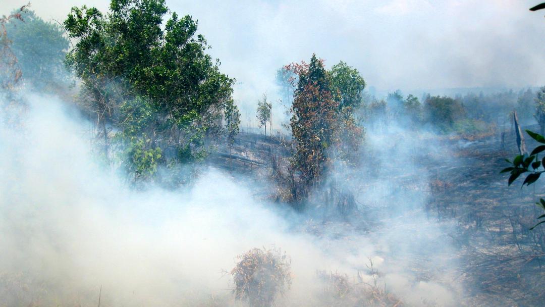 Smoke coming out of a forest fire