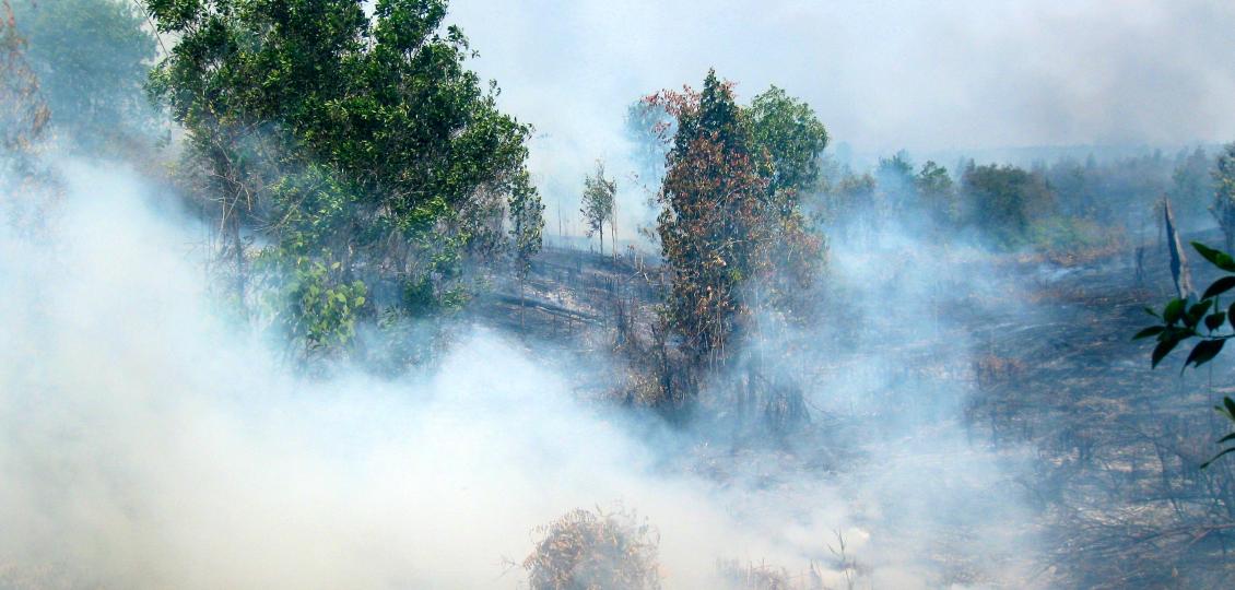 Smoke coming out of a forest fire