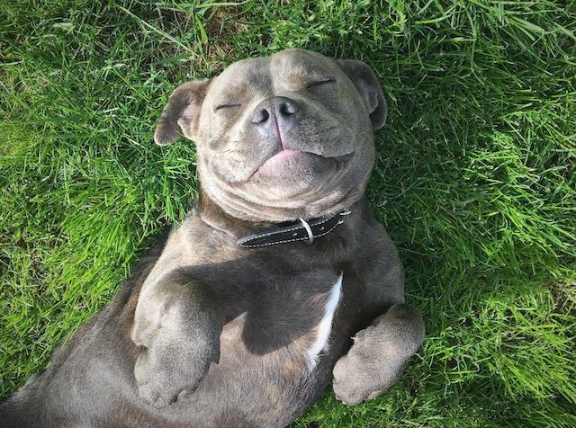 A grey puppy sleeping on the grass.